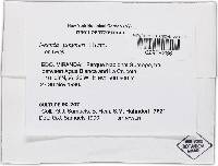 Thelonectria jungneri image