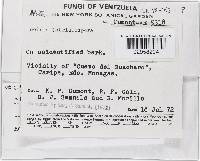 Thelonectria jungneri image