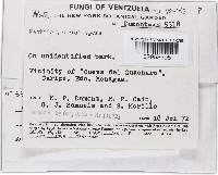 Thelonectria jungneri image