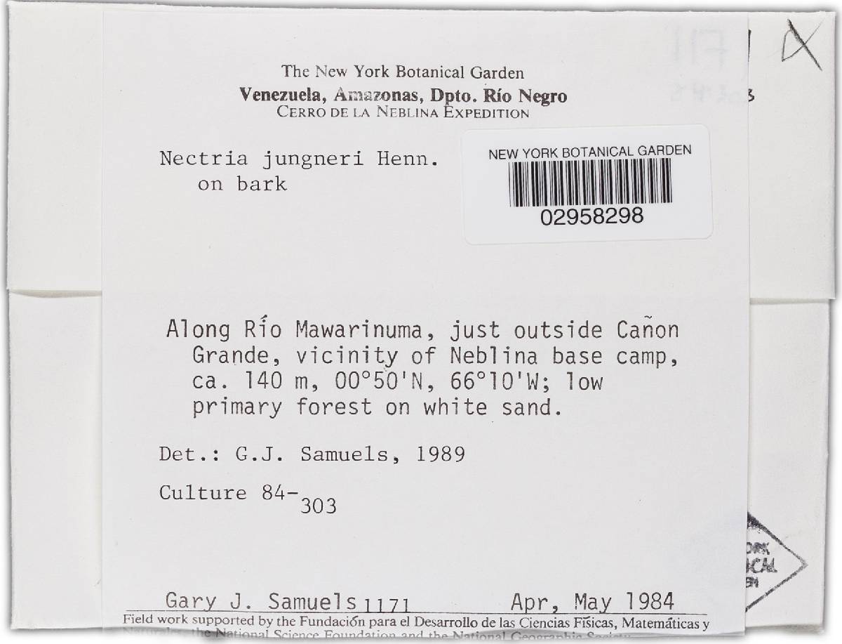 Thelonectria jungneri image