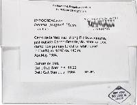 Thelonectria jungneri image