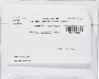 Thelonectria jungneri image