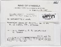 Thelonectria jungneri image