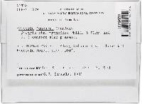 Thelonectria jungneri image