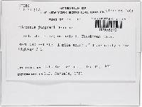 Thelonectria jungneri image