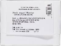 Thelonectria jungneri image