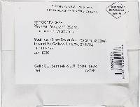 Thelonectria jungneri image