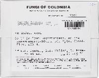 Thelonectria jungneri image