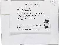 Thelonectria jungneri image