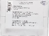 Thelonectria jungneri image