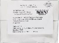 Thelonectria jungneri image