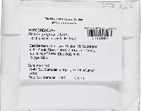 Thelonectria jungneri image