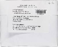 Thelonectria jungneri image