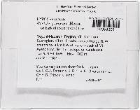 Thelonectria jungneri image