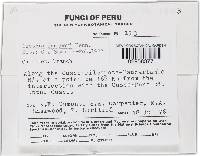 Thelonectria jungneri image