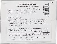 Thelonectria jungneri image