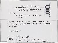 Thelonectria jungneri image