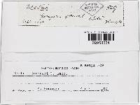 Thelonectria jungneri image