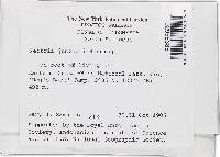 Thelonectria jungneri image