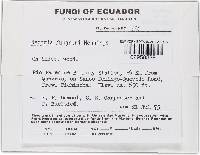 Thelonectria jungneri image