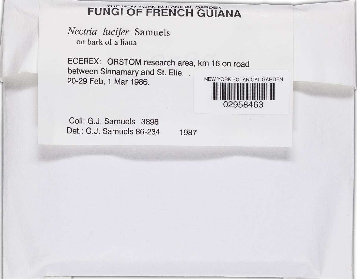 Bionectria lucifer image