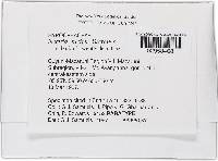 Bionectria lucifer image