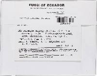 Media resource of Bionectria lucifer