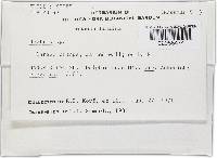 Bionectria lucifer image