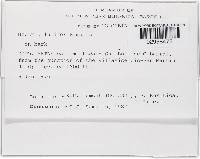 Bionectria lucifer image