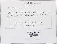 Bionectria lucifer image