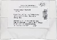 Bionectria lucifer image