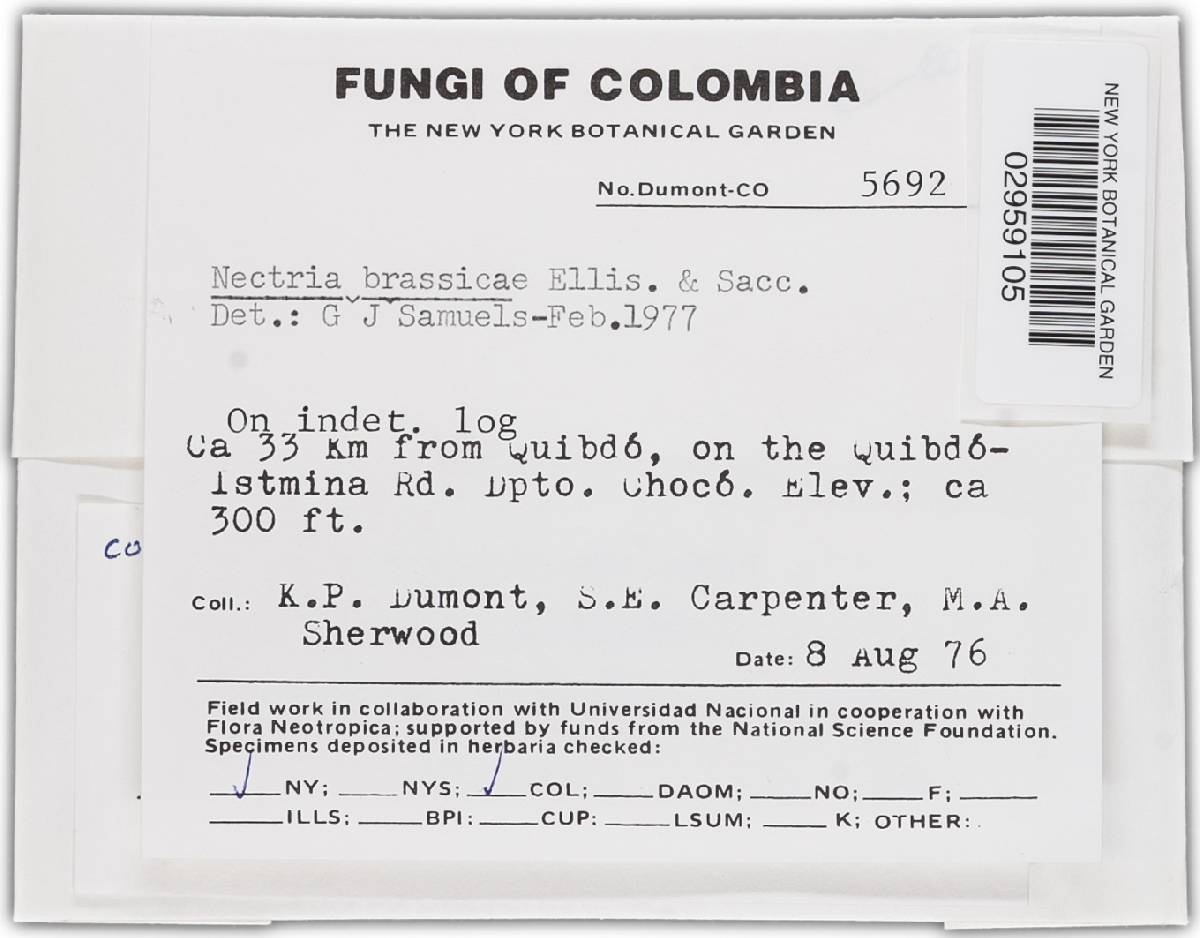 Nectria platyspora image