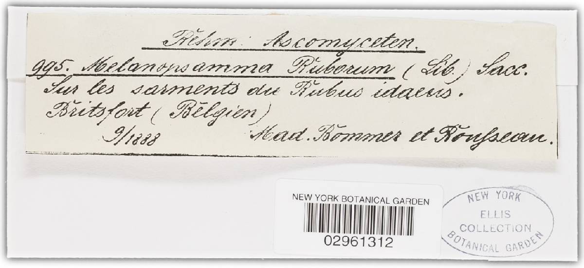 Chaetosphaeria callimorpha image