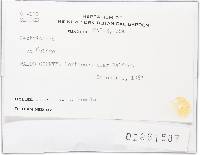 Nectriopsis violacea image