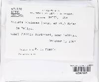 Nectriopsis violacea image