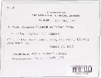 Nectriopsis violacea image