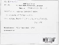 Nectriopsis violacea image