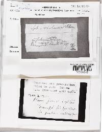 Nectriopsis violacea image