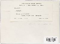 Media resource of Meliola aciculosa