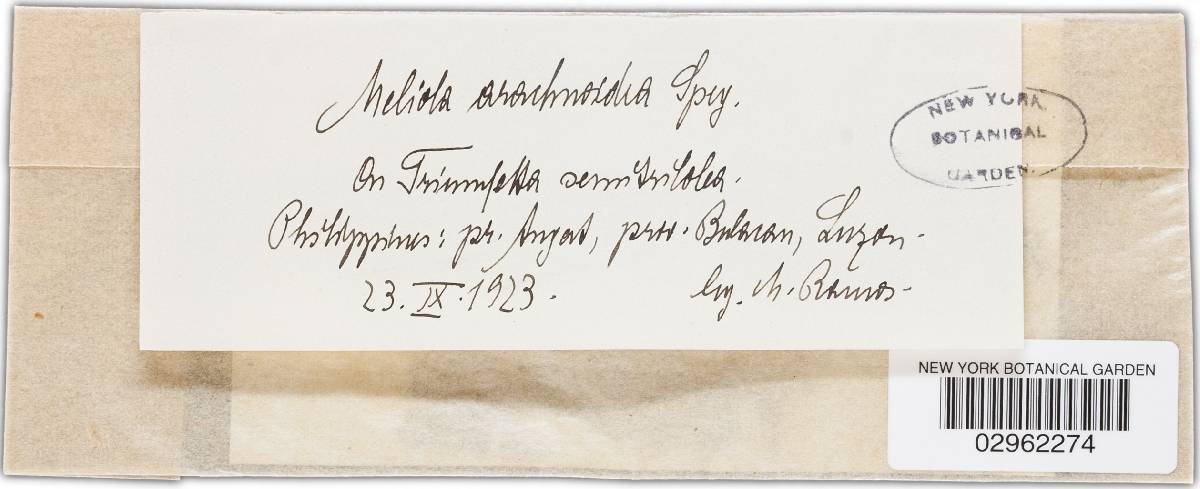 Asteridiella arachnoidea image