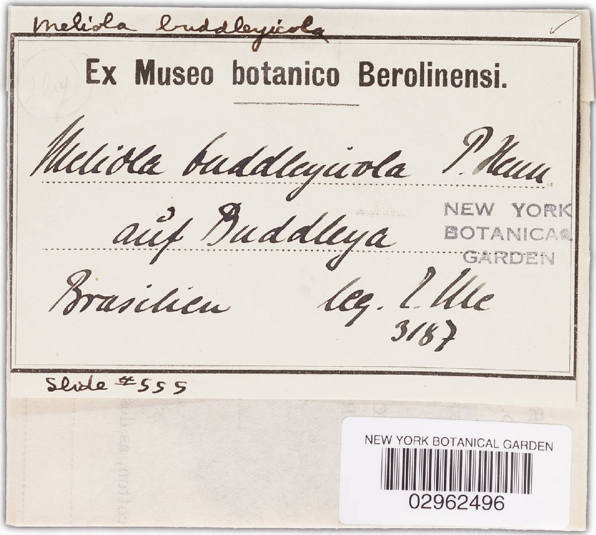 Meliola buddleyicola image