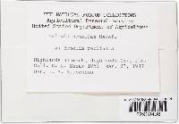 Meliola bumeliae image