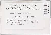 Meliola bumeliae image