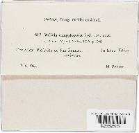 Thumbnail image of current specimen