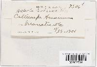 Thumbnail image of current specimen