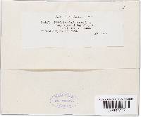 Thumbnail image of current specimen