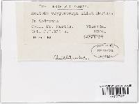 Meliola cryptocarpa image