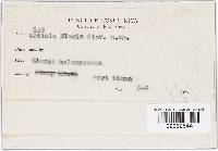 Meliola elaeis image