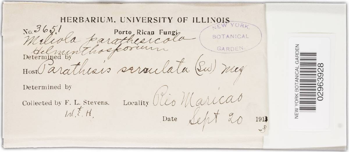 Meliola parathesicola image