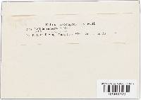 Meliola rubicola image